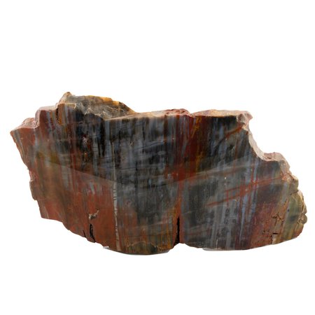 Impressive Petrified Wood Slab Mineral Specimen by Kingdom | Etsy Sweden
