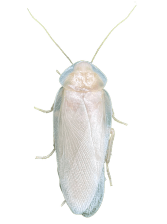 albino cockroach