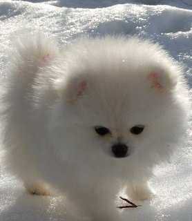 white fluffy dog with snowy background