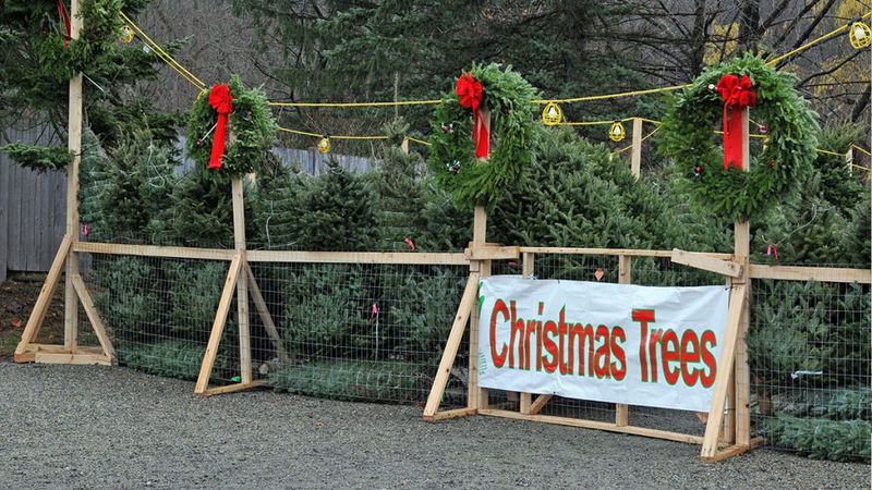 Christmas tree farms with a big parking lot to park and buy the tree - Google Search