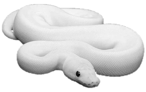White Snake 1