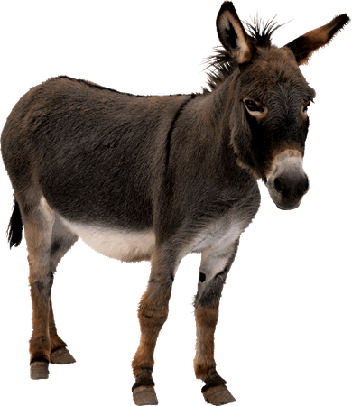 donkey no background - Google Search