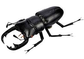 beetle png - Google Search