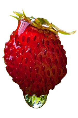 summerberry