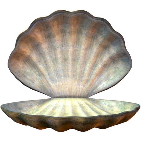 venus shell
