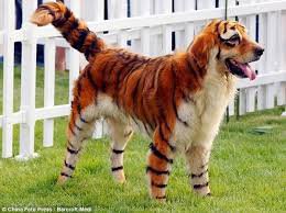 dog in tiger costume - Google Search