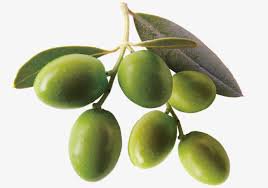 green olive png - Google Search