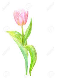 pink tulip watercolor - Google Search
