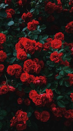 red rose aesthetic