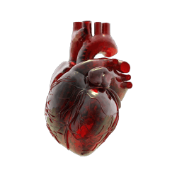translucent anatomical heart