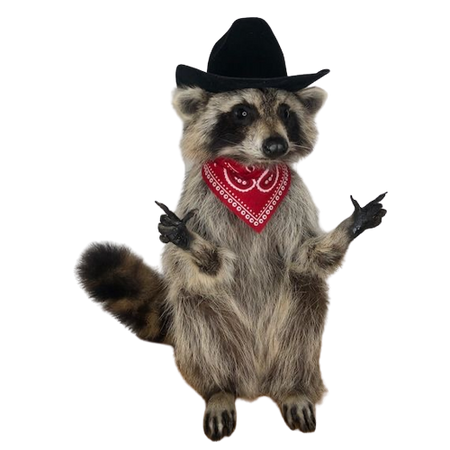 taxidermy cowboy raccoon