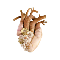 ginger root anatomical heart