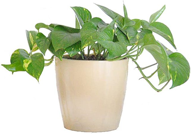 Amazon.com : United Nursery Golden Pothos Live Indoor Outdoor Epipremnum Aureum - Air Purifier Houseplant in 6 Inch Decor Pot (Grey) : Garden & Outdoor