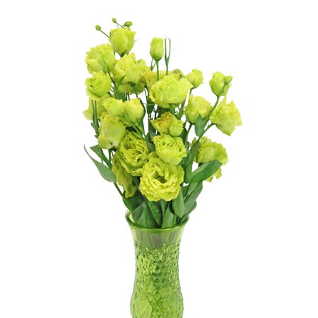 Vintage Bright Green Frill Lisianthus Flowers | FiftyFlowers