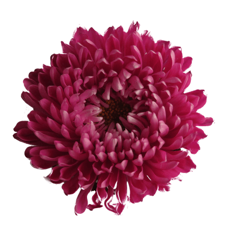 chrysanthemum flower purple