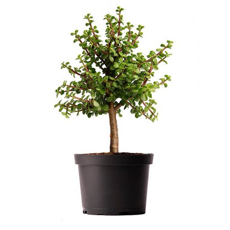 Dwarf Jade Tree 4 Pot Small Pre-Bonsi | Etsy