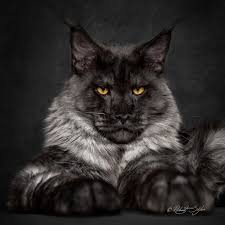 maine coon cat - Google Search