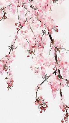 Cherry blossom watercolor