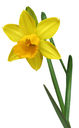 Daffodil Flower Stem
