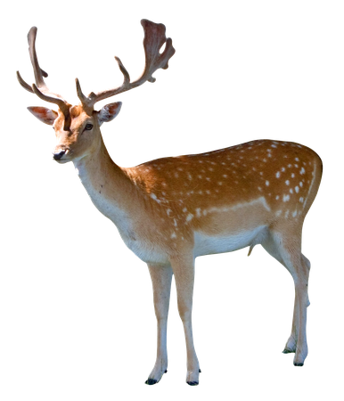 deer no background - Google Search