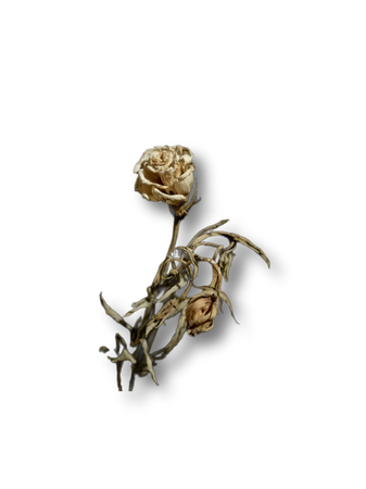 dead flowers