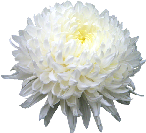 kiku chrysanthemum