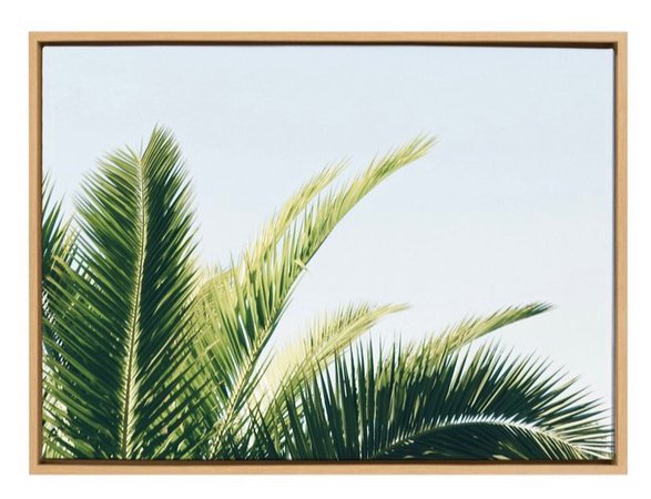 palm pic