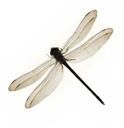 dragonfly png