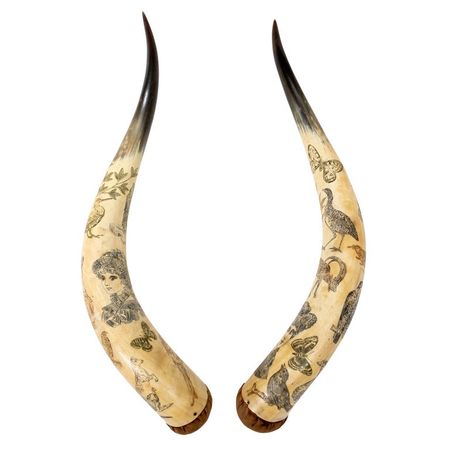Matched 19th Century Cow Horn Scrimshaw For Sale at 1stDibs