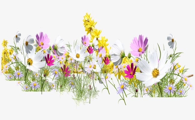 wildflowers png - Google Search