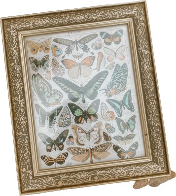 butterfly frame