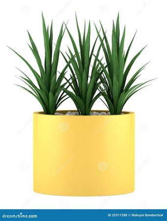 plants in yellow pots at DuckDuckGo