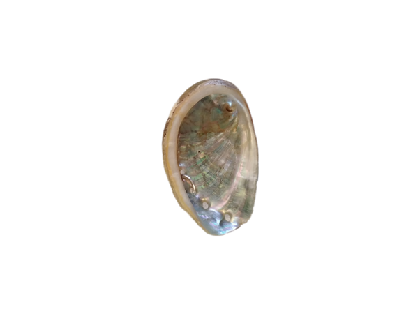 abalone mother-of-pearl