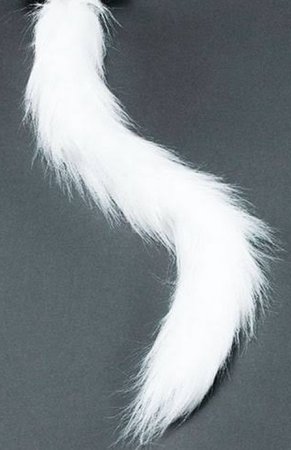 cat tail