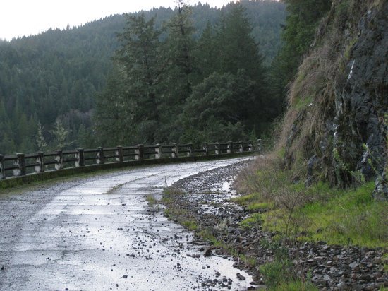 redwoods  road rain