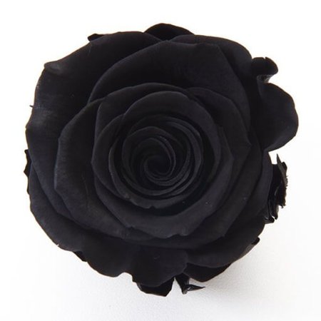 Black Roses - Dyed or Tinted Roses - Dyed or Tinted Roses - Eagle-Link Flowers