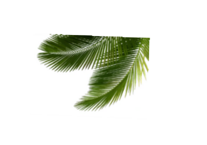 palm tree beach png