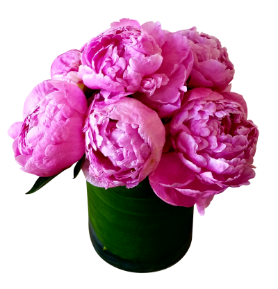 png pink flower
