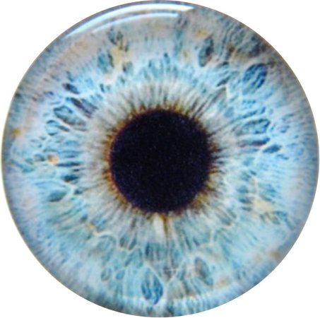 Blue Eye Iris 1