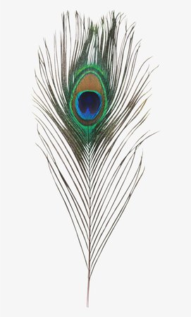 peacock feather png - Google Search