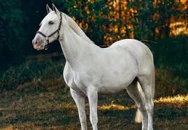 horse - Google Search