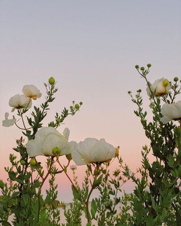 tumblr, nature ja flowers kuva sivulla We Heart It