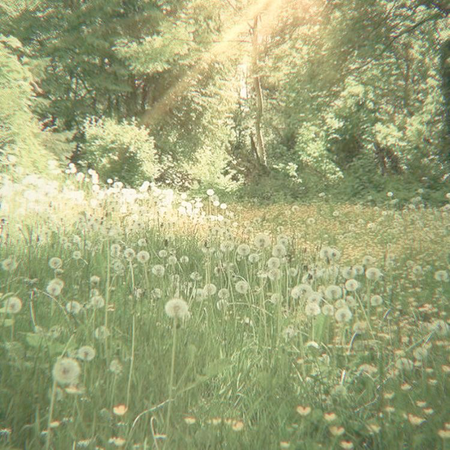 dreamy grass field
