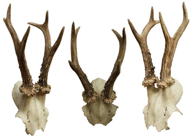 deer skulls