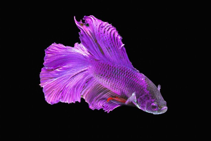 Purple Betta Fish: Care Guide, Varieties, & Lifespan (With Pictures) | It's A Fish Thing