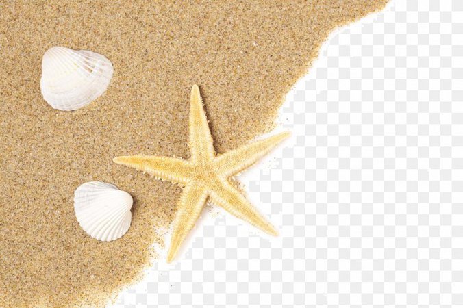 beach-of-la-concha-starfish-seashell-sand-png-favpng-rtgeX0KeUgfYhsc7gcfS8ch7R.jpg (820×546)