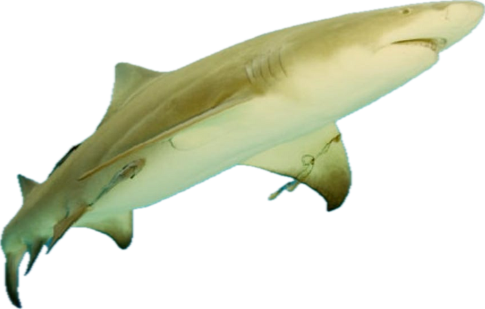 lemon shark 2