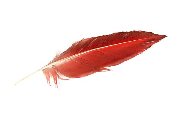 red feather - Google Search