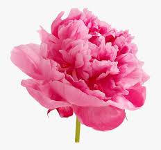 hot pink peony png - Google Search