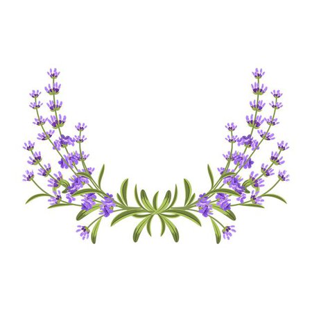 Free Vector | Lavender flowers with green leaves